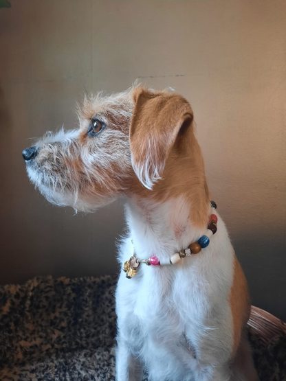 keesie-met-tekenketting