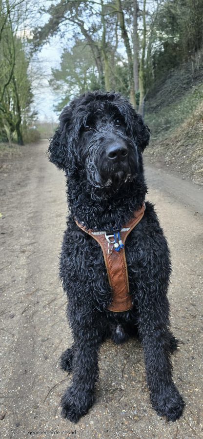 bodhi-trots-met-tekenketting